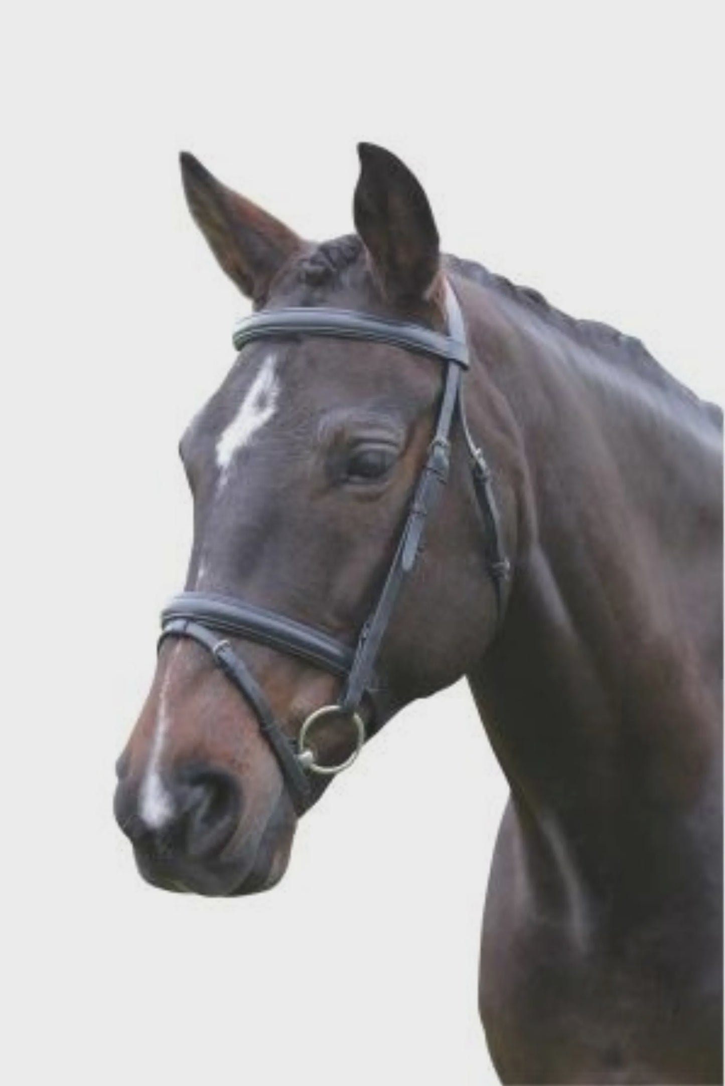 Kincade Flash Bridle III