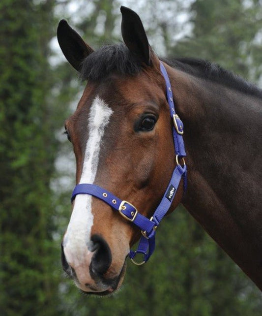 Saxon Nylon Halter with Brass Buckle