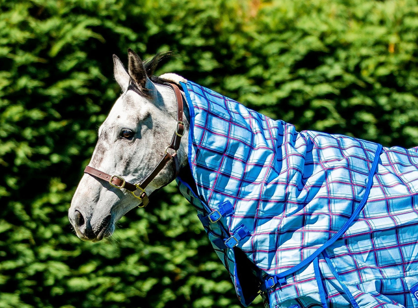 Flair Wanaka 100g Fill Neck Rug