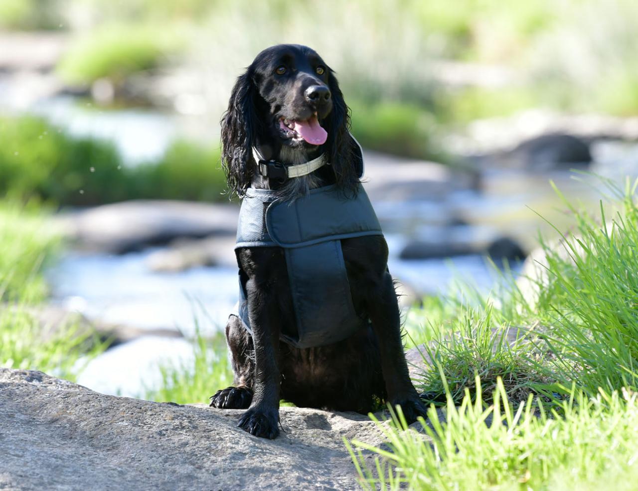 Weatherbeeta Explorer Lite Dog Coat