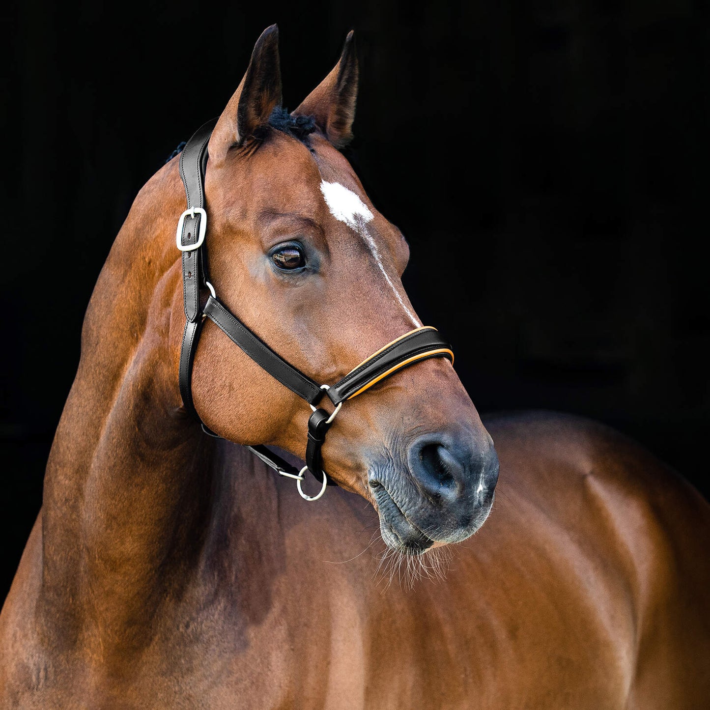 HZ Louis Leather Halter