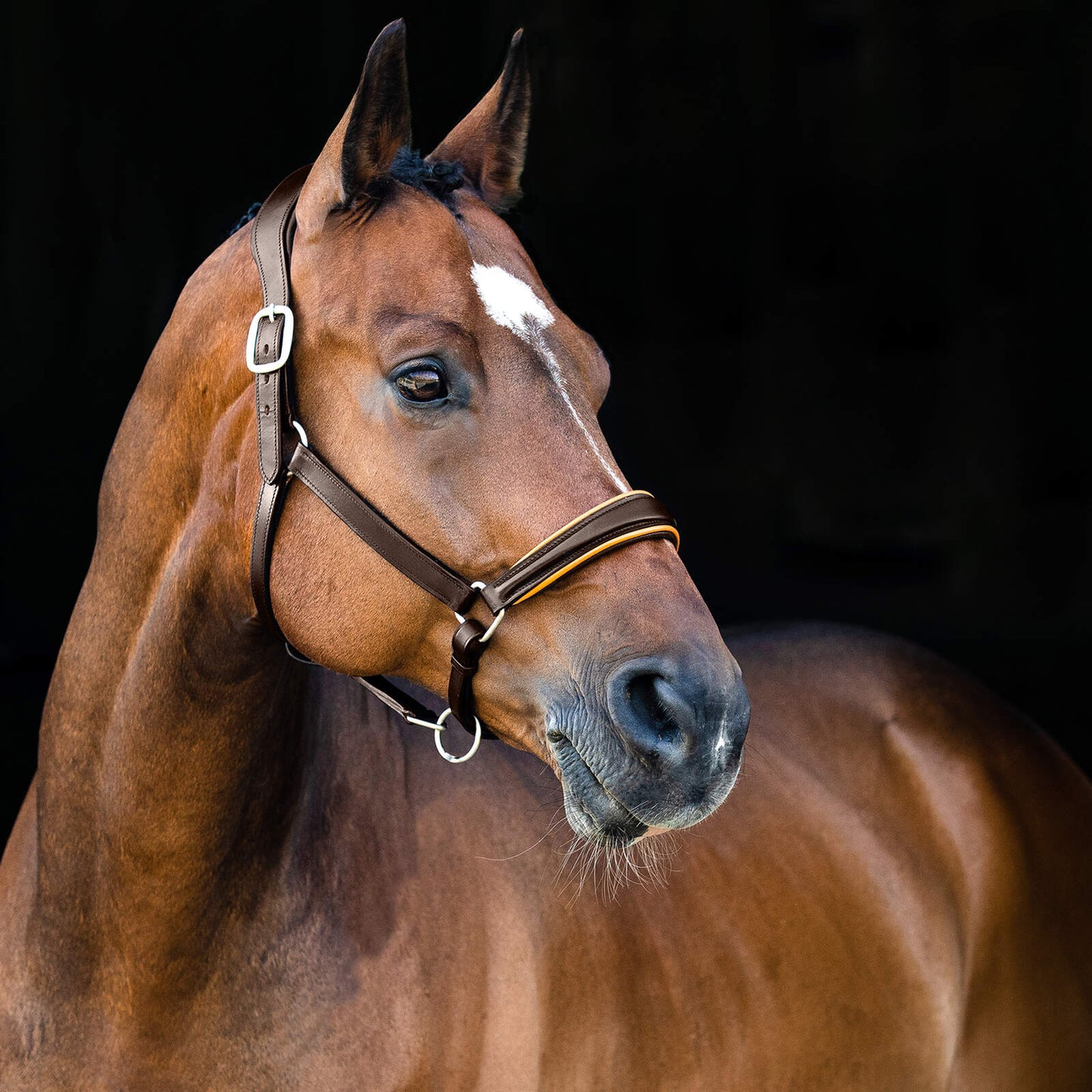 HZ Louis Leather Halter