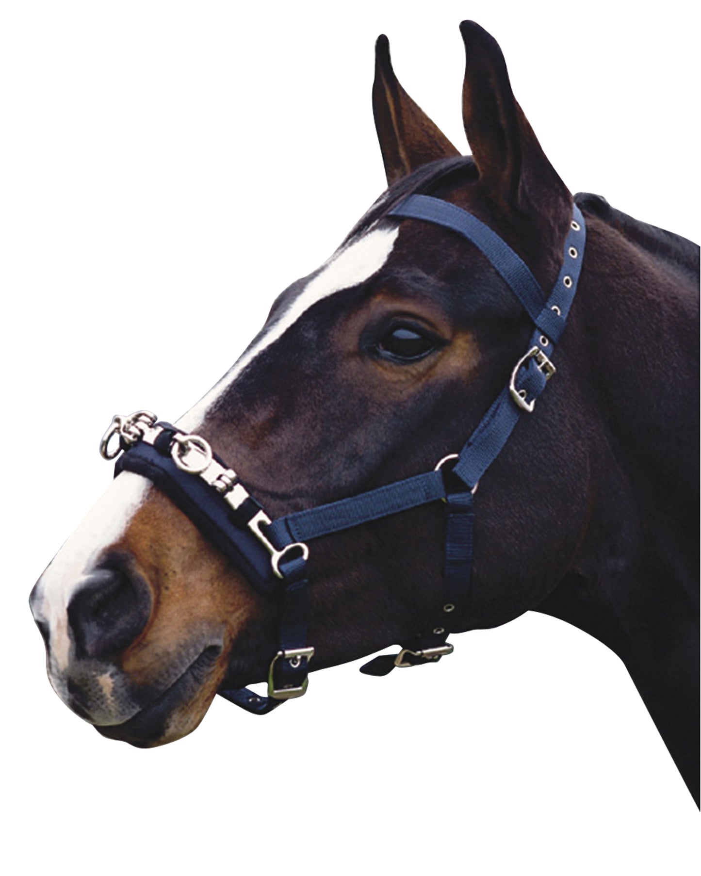 Kincade Coordinate Lunge Cavesson