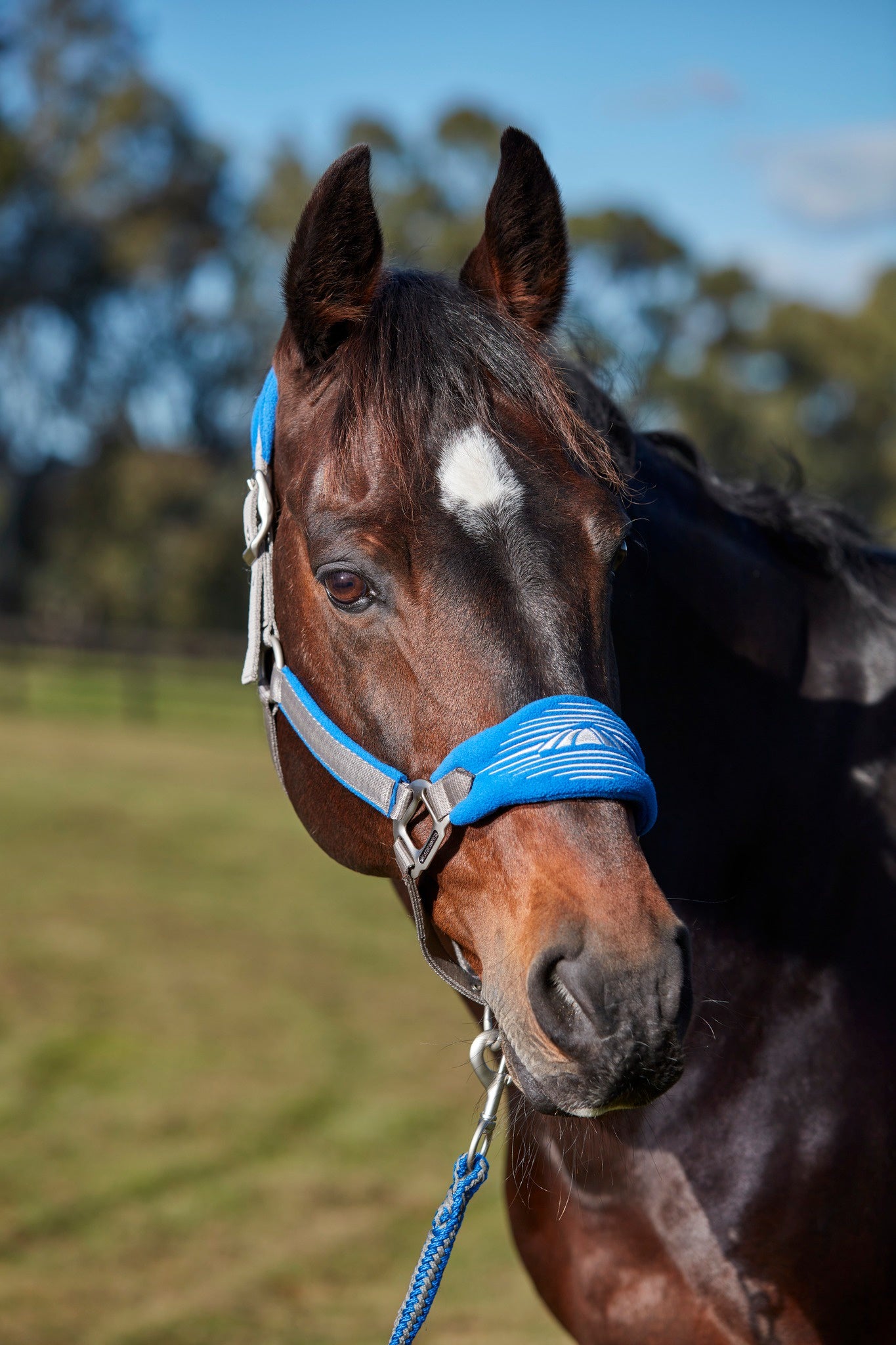 WEATHERBEETA PRIME PLUS HEADCOLLAR AND LEAD SET