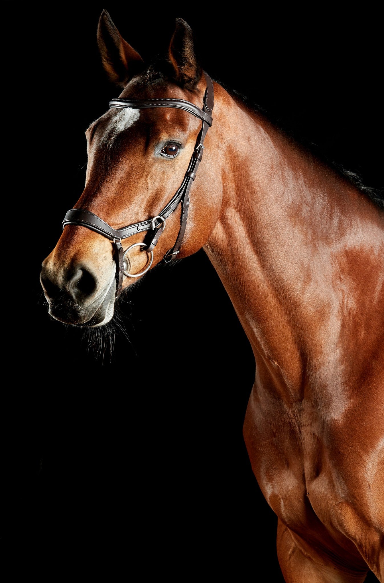 ComFiTec Daina Bridles