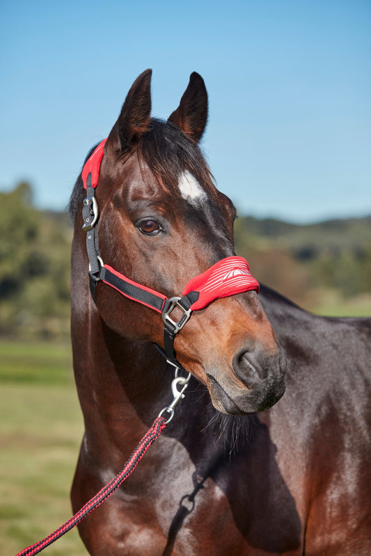 WEATHERBEETA PRIME PLUS HEADCOLLAR AND LEAD SET