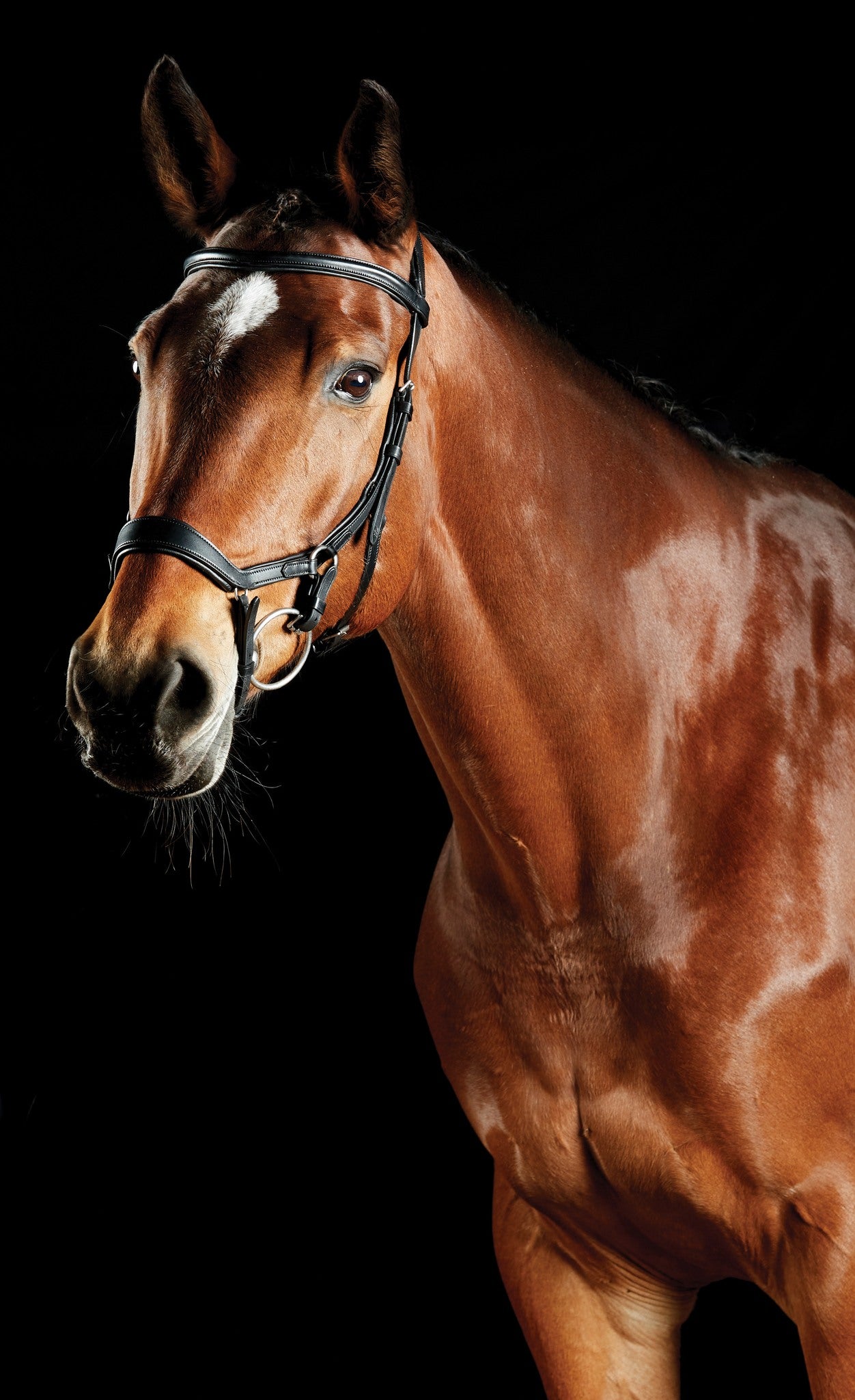 ComFiTec Daina Bridles