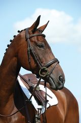 Collegiate Syntovia Padded Raised Flash Bridle