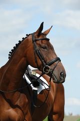 Collegiate Syntovia Padded Raised Flash Bridle