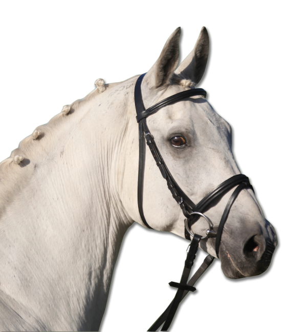 Lifestyle Bridle