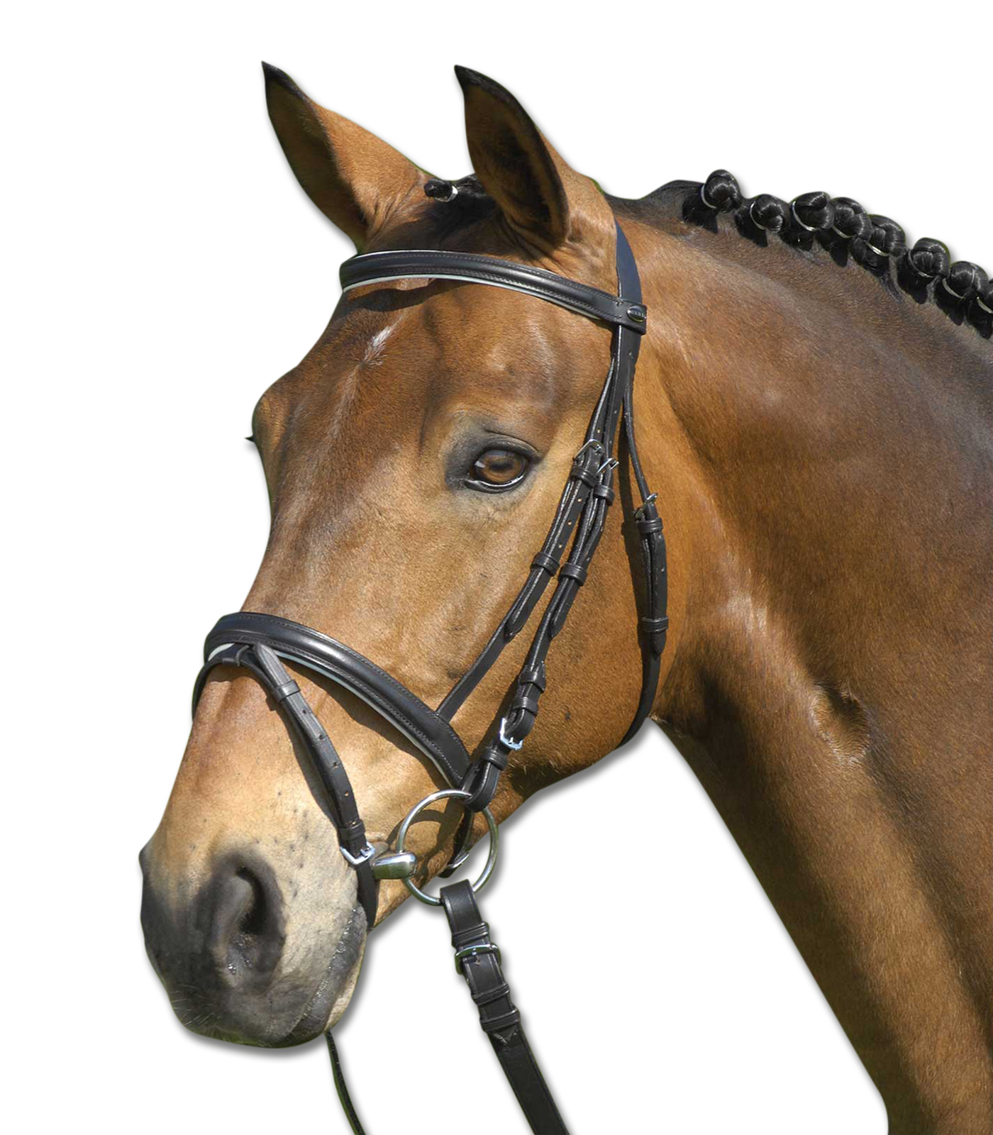 Lifestyle Bridle