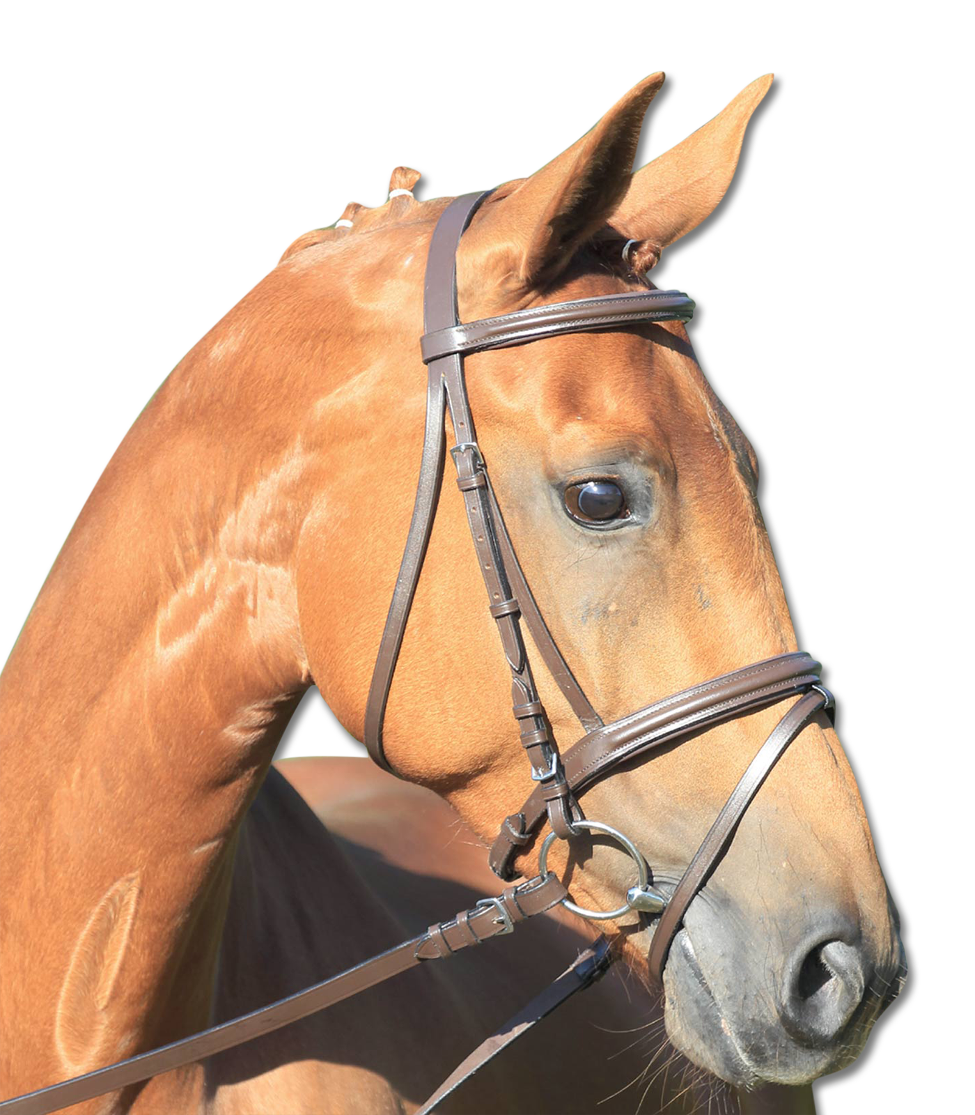 Lifestyle Bridle