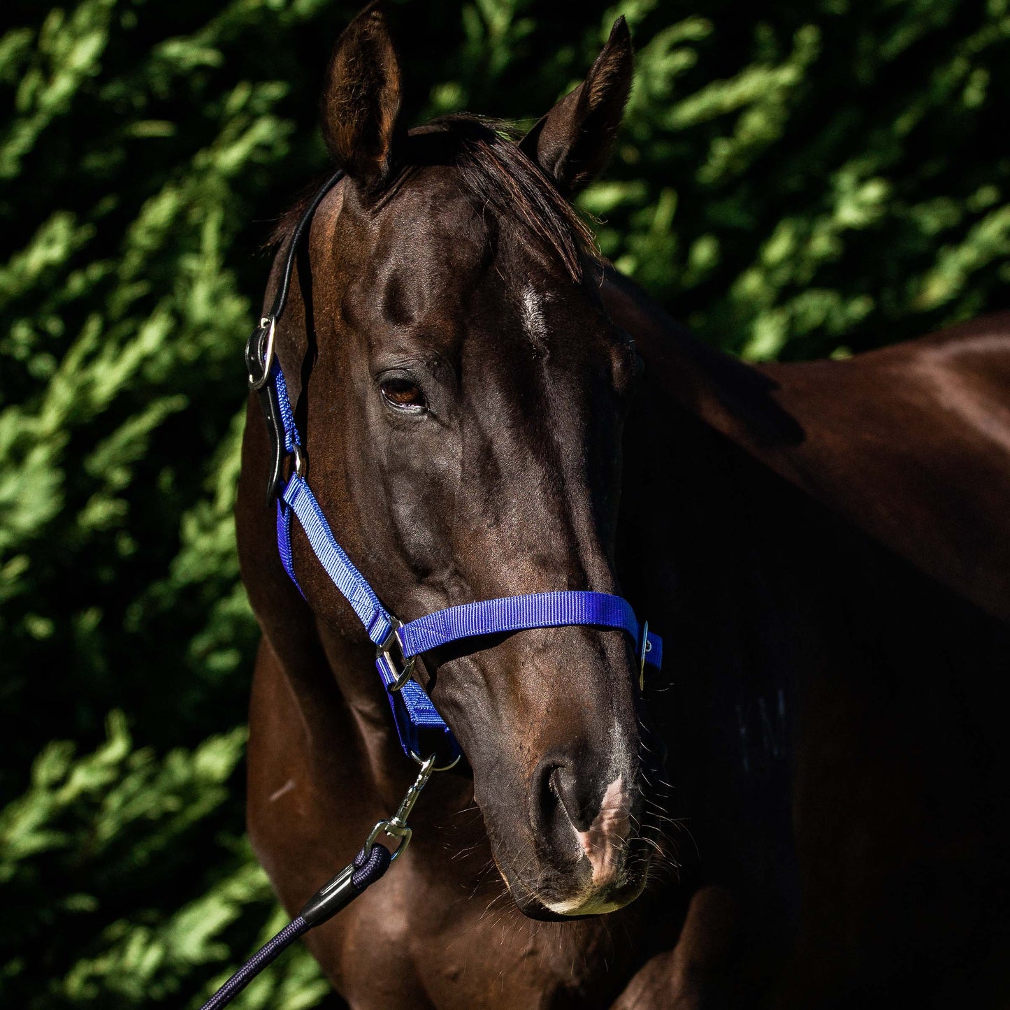 Flair Breakaway Web Halter