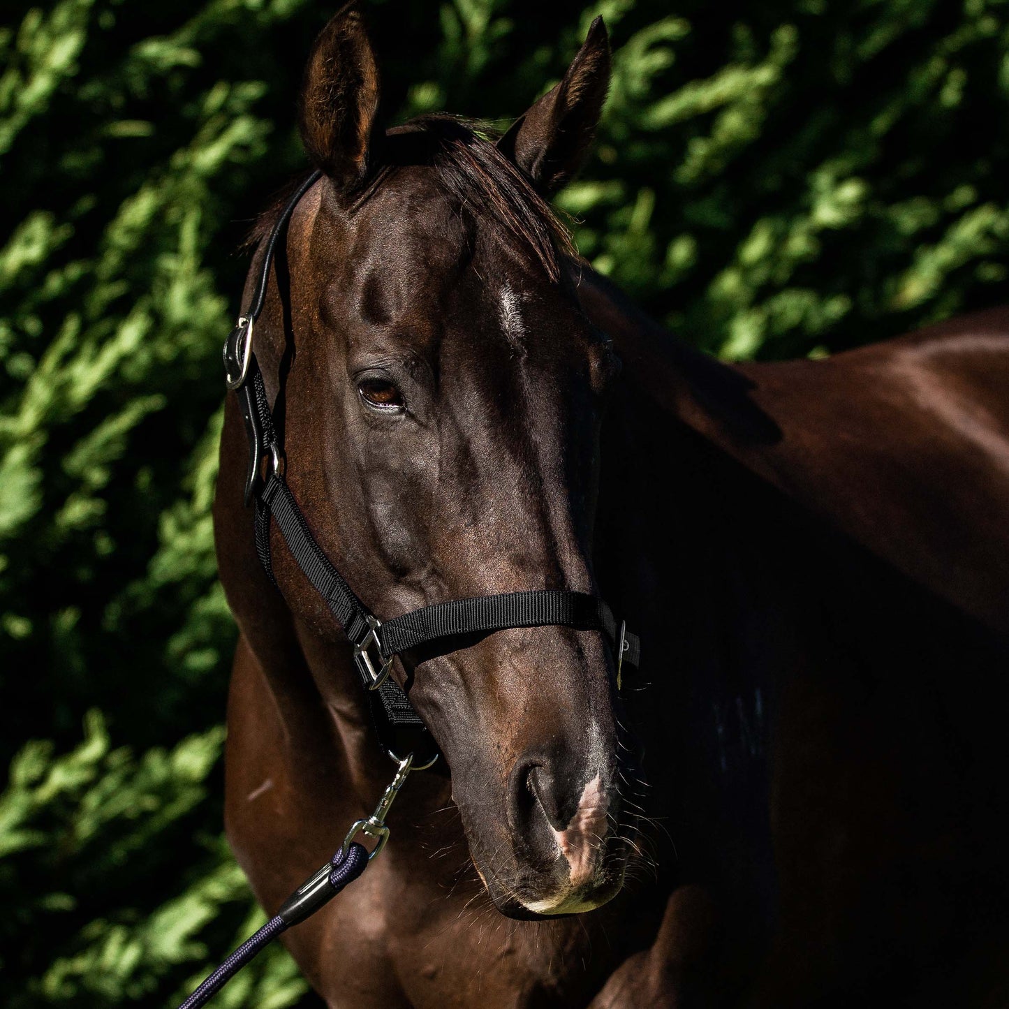 Flair Breakaway Web Halter