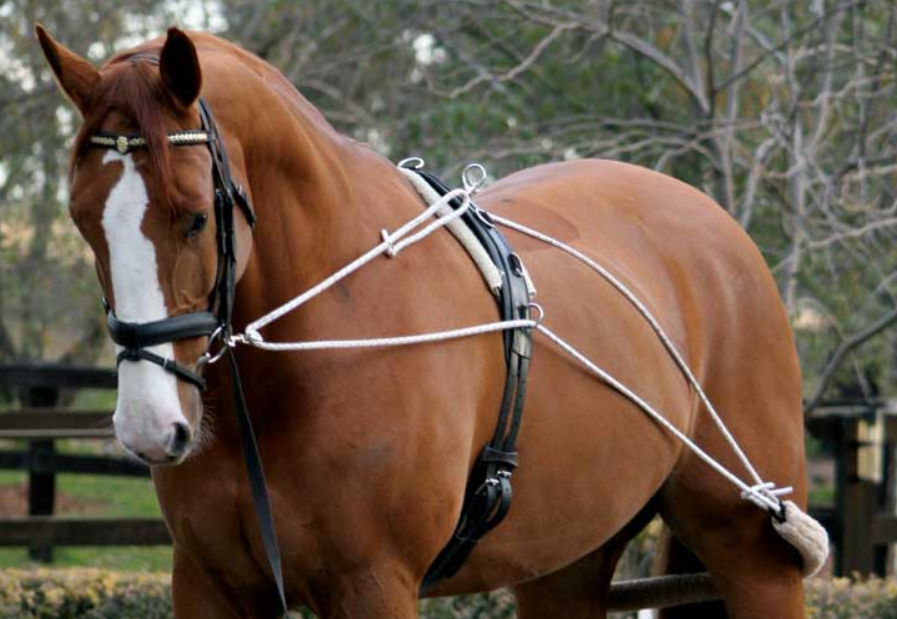 Zilco Lunge Training System