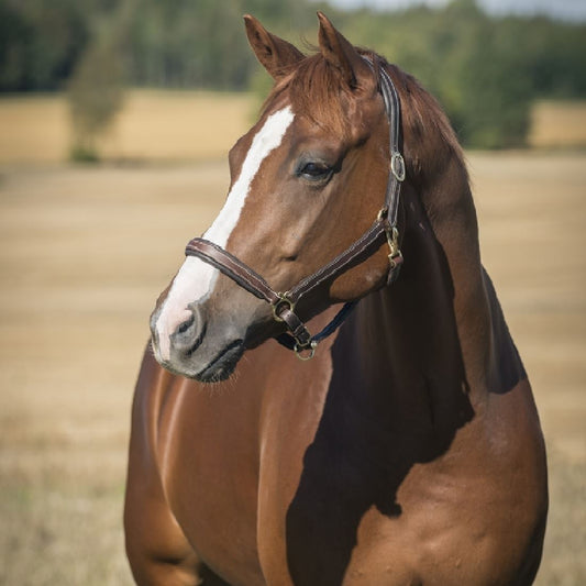 Horze Leather Largo Halter