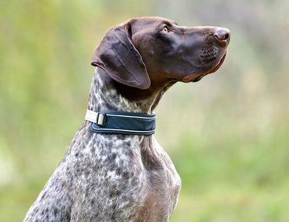 Weatherbeeta Explorer Dog Collar