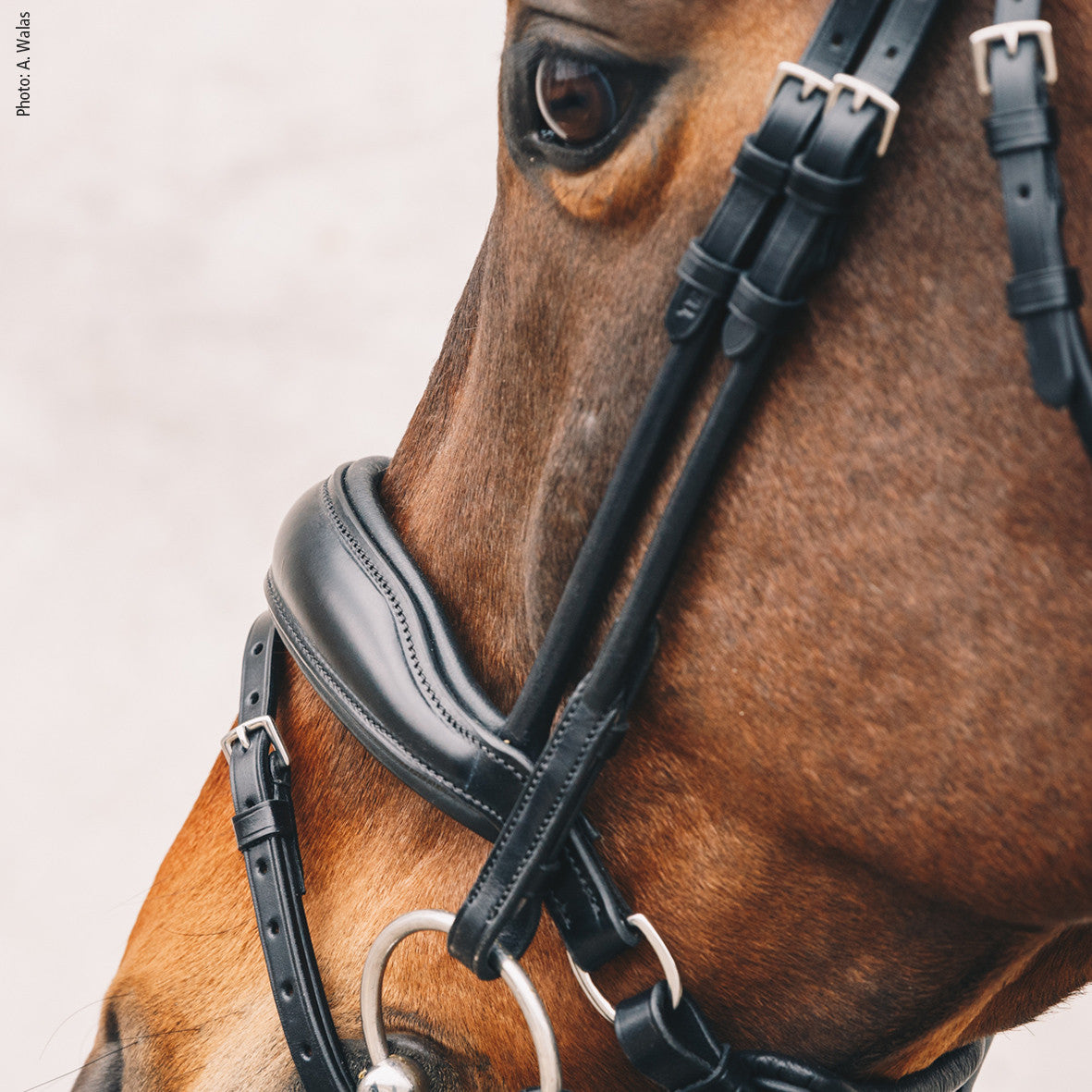 Schockemohle Malibu Bridle