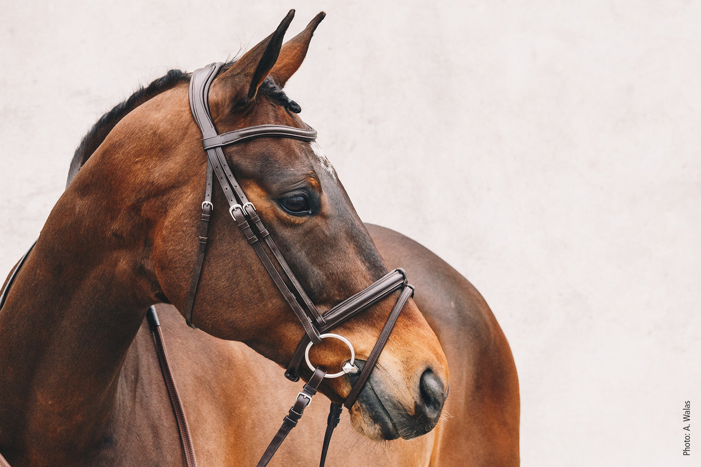 Schockemohle Tokyo Select Bridle