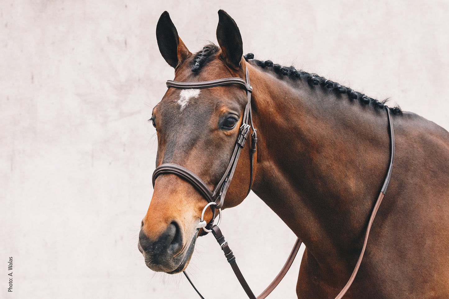 Schockemohle Tokyo Select Bridle