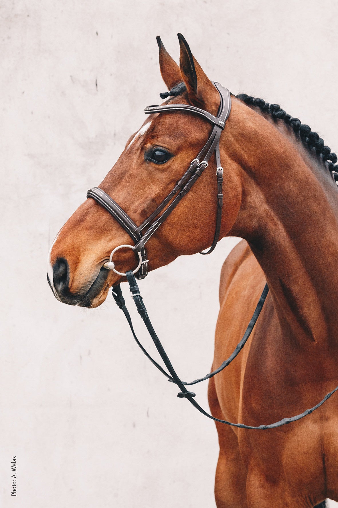 Schockemohle Montreal Select Bridle