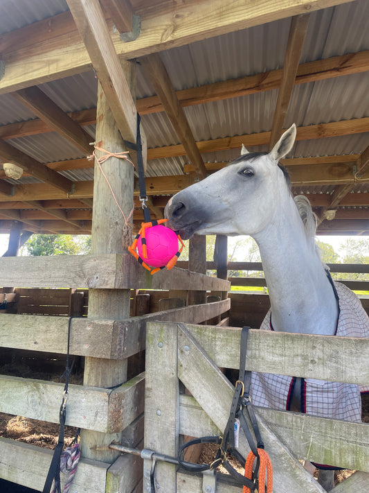 Maximus Fun Play Ball