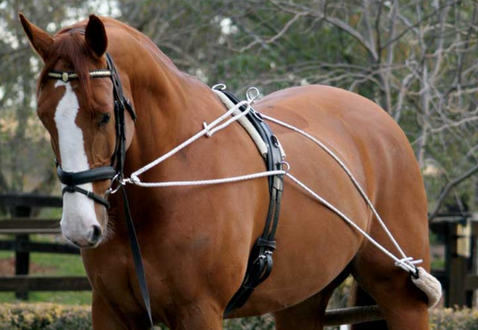 Zilco Lunge Training System